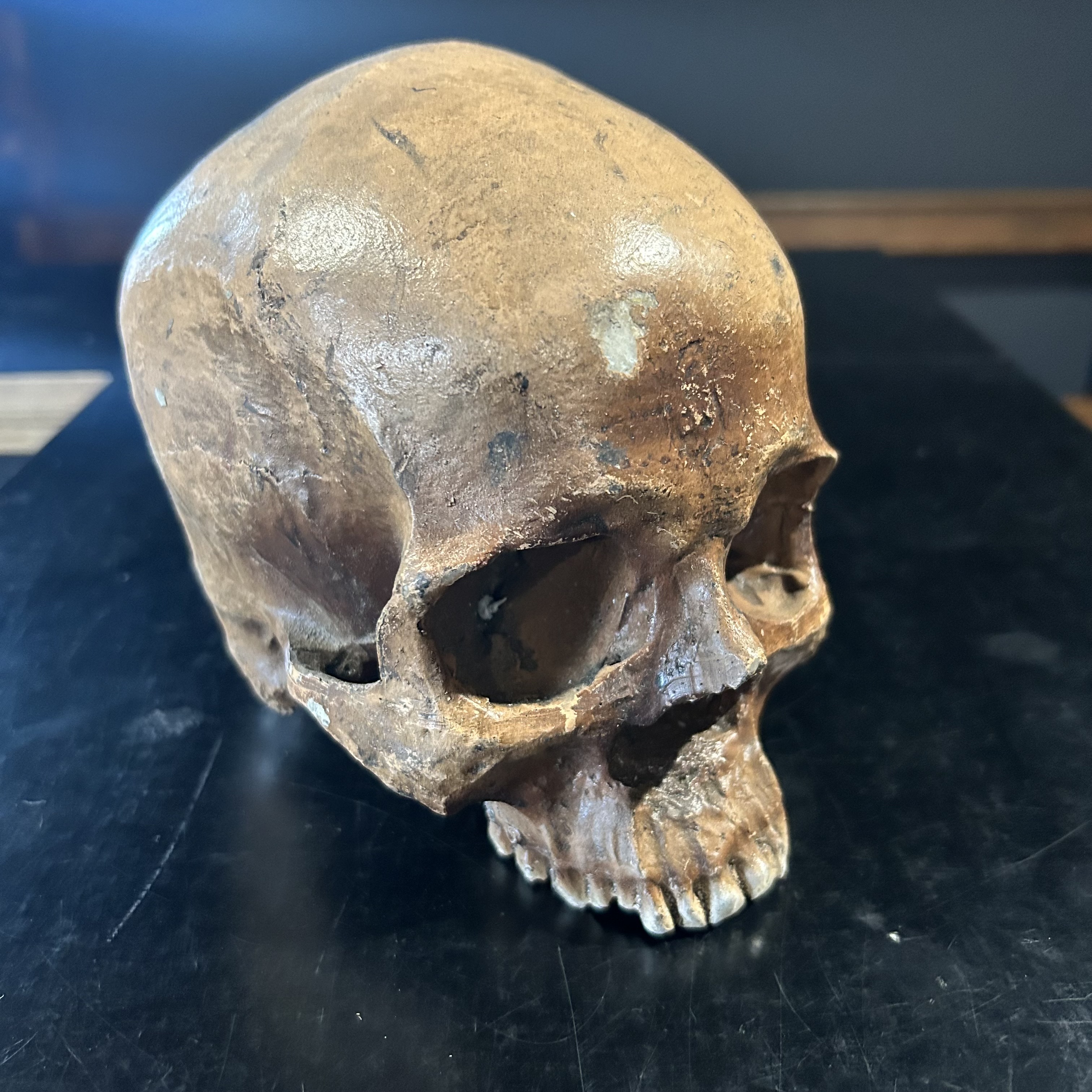 SKULL, Standard Size - Brown Plaster/Plastic